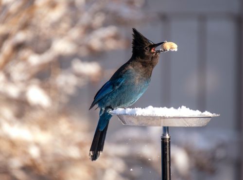 make-bird-feeders-earth-day-activity