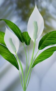 healing plant peace lily