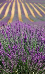lavender uses