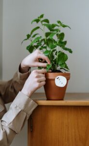 mint plant heals mind and body